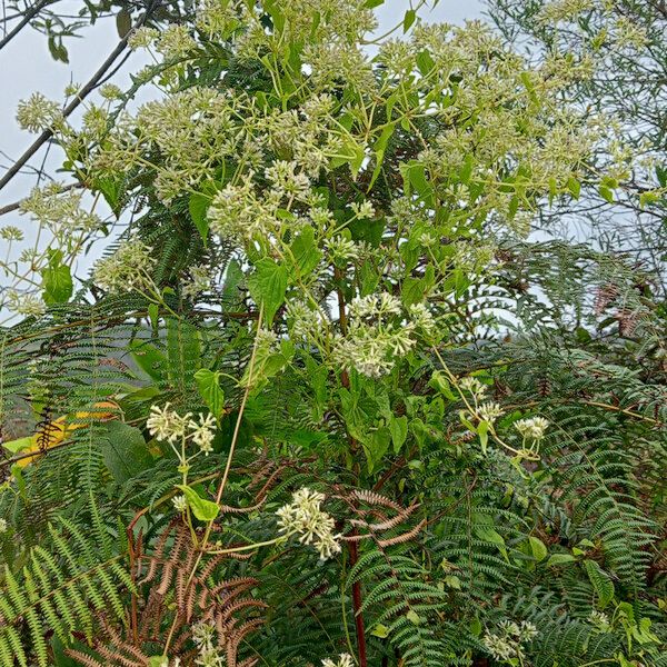 Mikania micrantha Alkat (teljes növény)