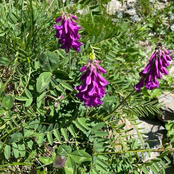 Hedysarum hedysaroides Fleur