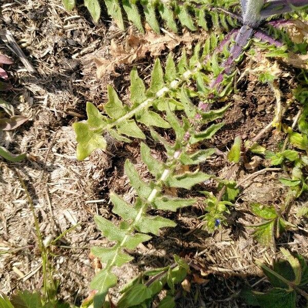 Sisymbrium altissimum Blad