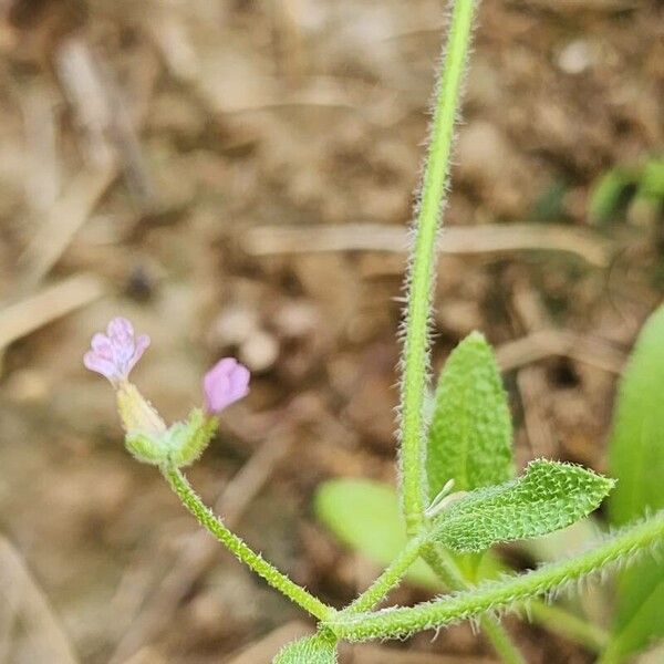 Strigosella africana Owoc