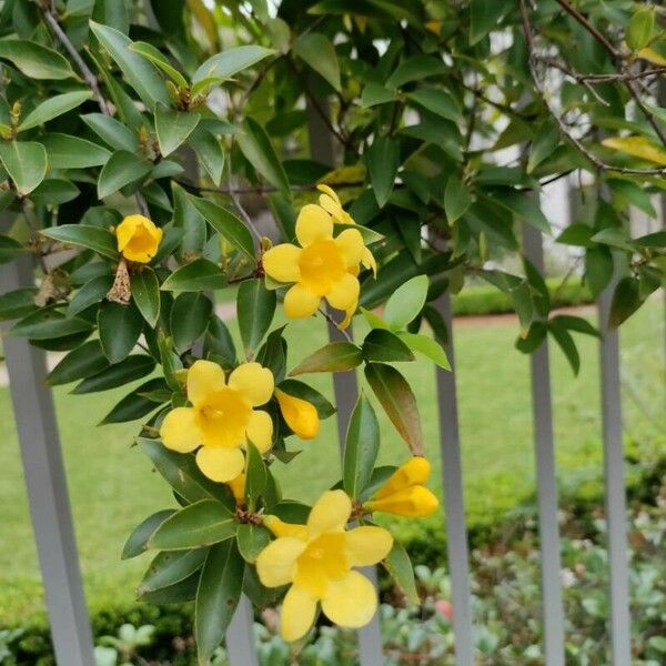 Gelsemium sempervirens Fiore