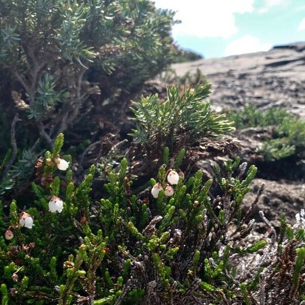 Cassiope mertensiana Лист