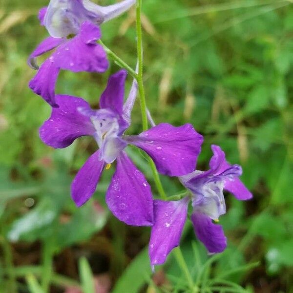 Delphinium tricorne ফুল