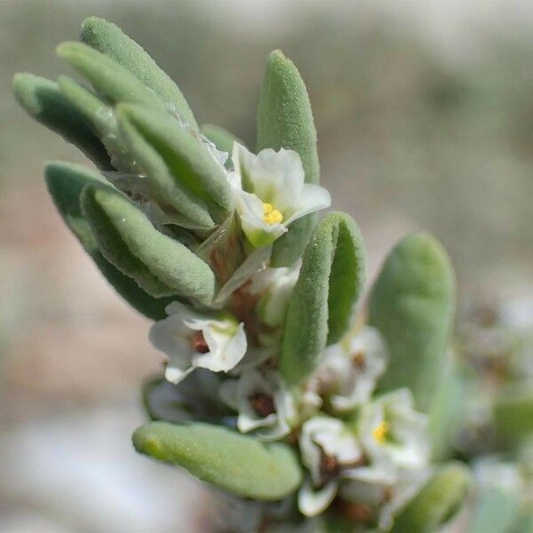 Polygonum maritimum Hábitos