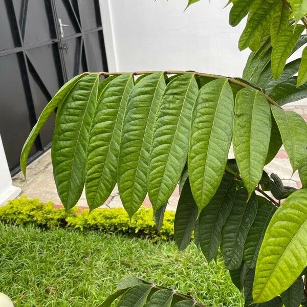 Imagem de referência para identificação da planta Cedro-rosa