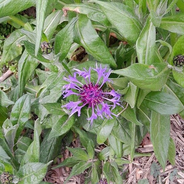 Centaurea triumfettii 整株植物