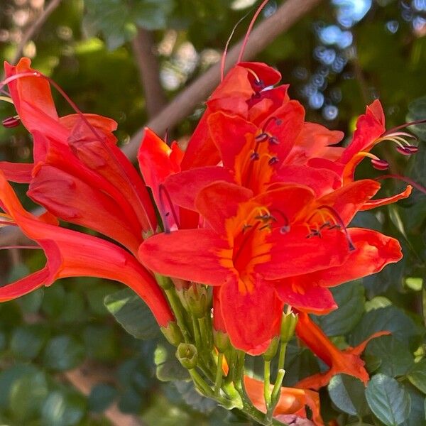 Tecomaria capensis Blomst