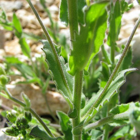 Arabis auriculata अन्य