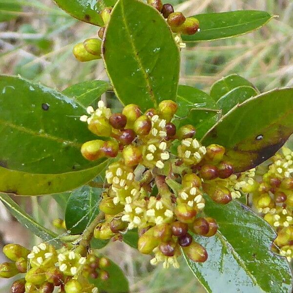 Rhamnus alaternus Blomst