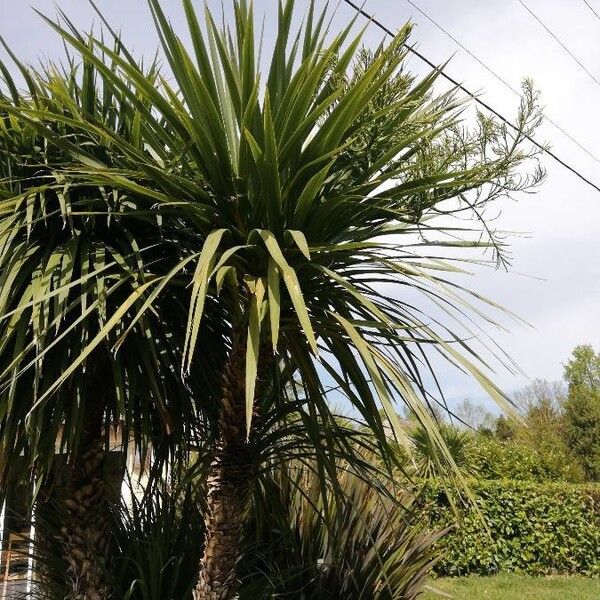 Cordyline australis Leaf