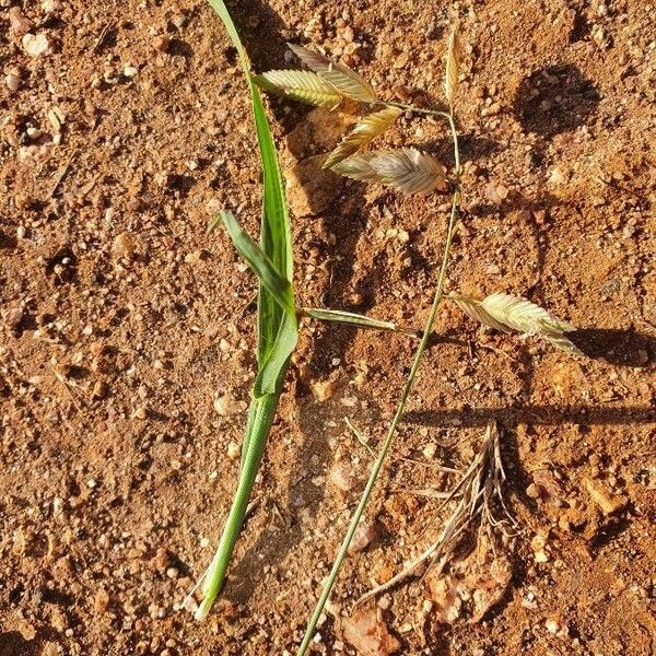 Eragrostis superba পাতা