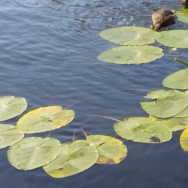 Nuphar lutea برگ