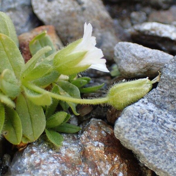 Cerastium pedunculatum Hábito