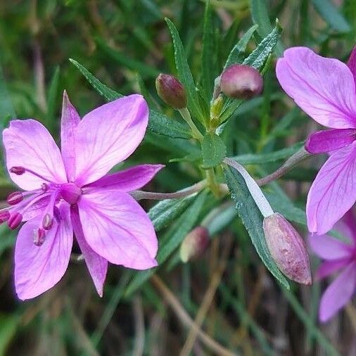 Epilobium dodonaei Flower