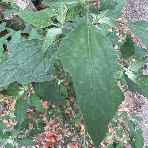 Chenopodium ficifolium Blad