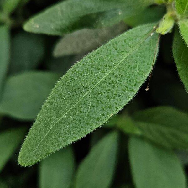 Ruellia humilis Leaf