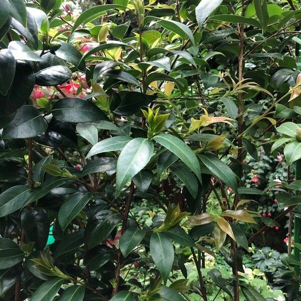 Camellia japonica Blad