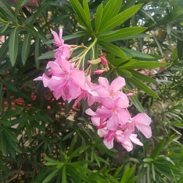 Nerium oleander Bloem