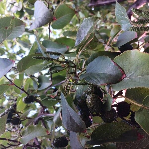 Alnus cordata Fruit