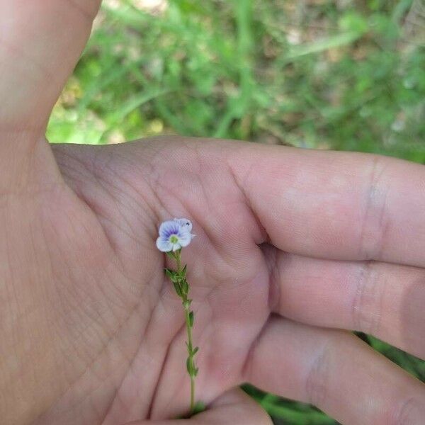 Veronica serpyllifolia Fleur