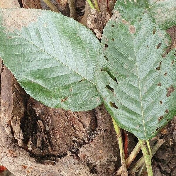 Alnus acuminata Leht