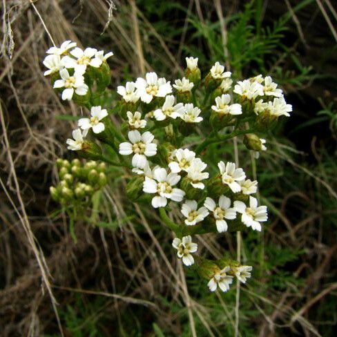 Achillea chamaemelifolia Blomma