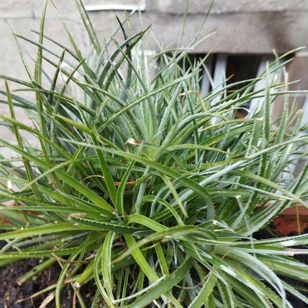 Fascicularia bicolor Flower