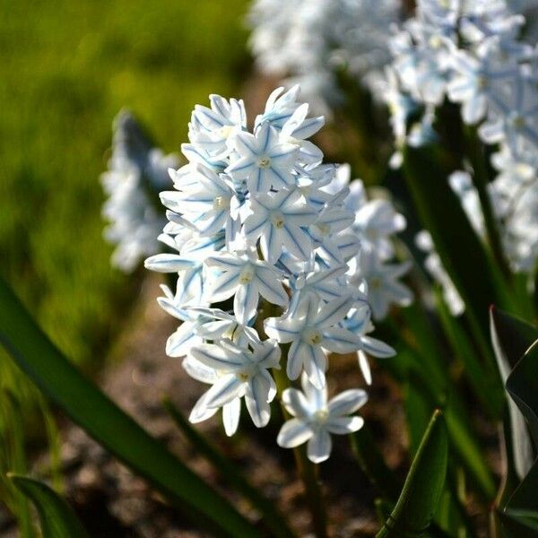 Puschkinia scilloides Квітка