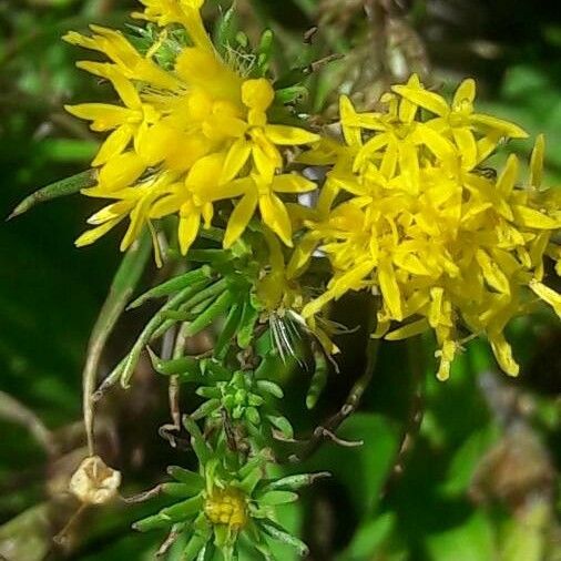 Galatella linosyris Flor