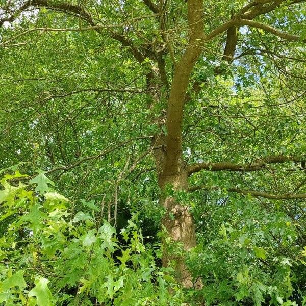 Quercus coccinea Buveinė