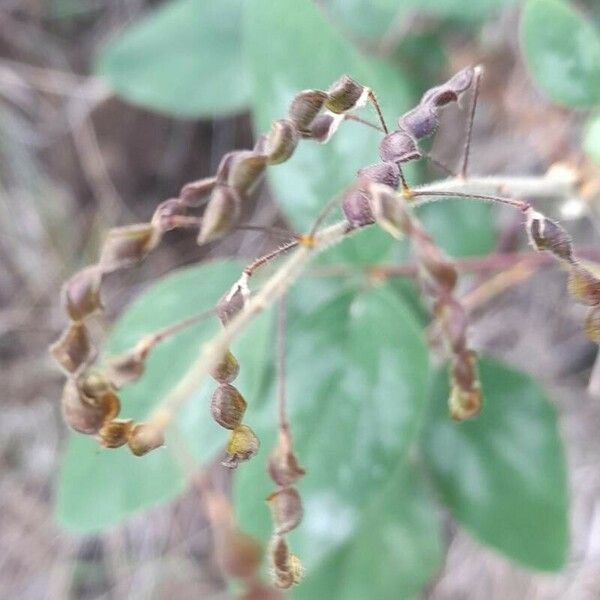 Desmodium tortuosum Frukt