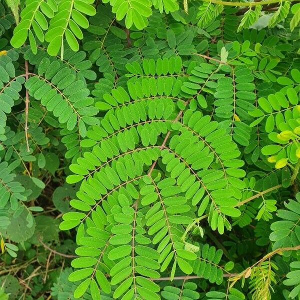 Caesalpinia decapetala Leaf