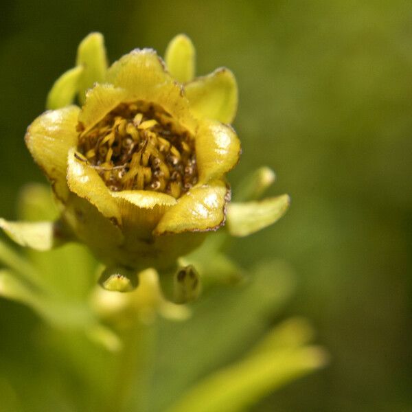 Coreopsis palmata Lorea