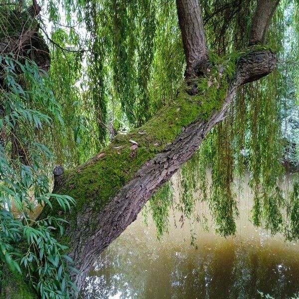 Salix babylonica Hábitos