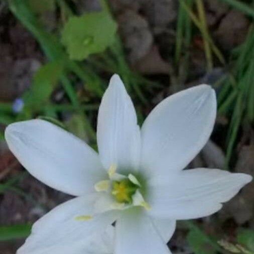 Ornithogalum umbellatum Blomst