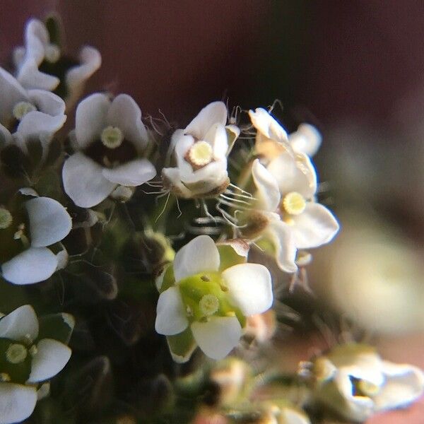 Lepidium heterophyllum Květ