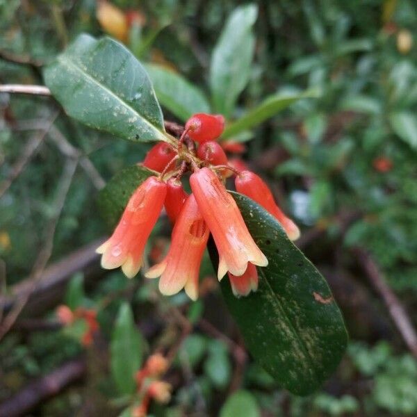 Rhododendron cinnabarinum Flor