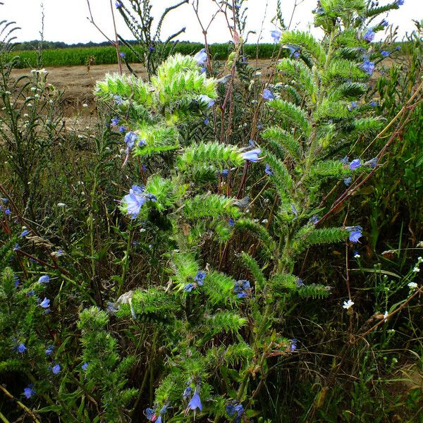 Echium vulgare Habitus