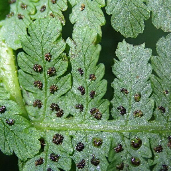 Deparia boryana Leaf