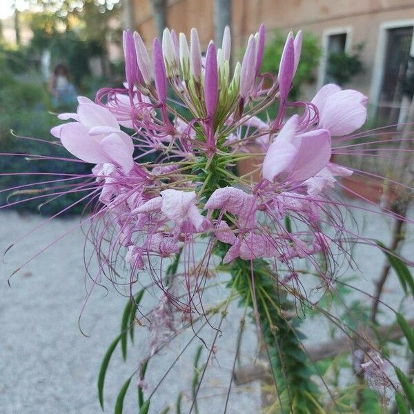 Cleome spinosa Blüte