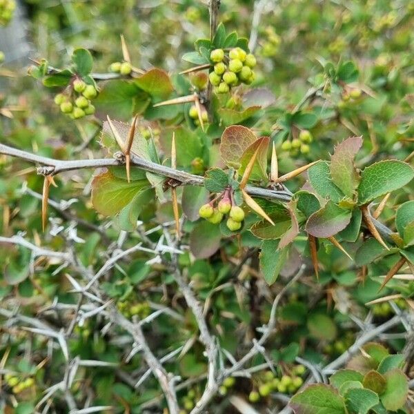 Berberis aetnensis Casca