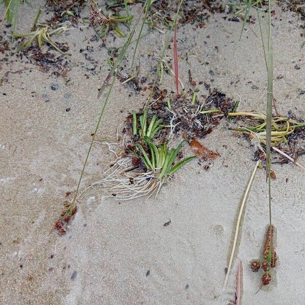 Lobelia dortmanna Levél