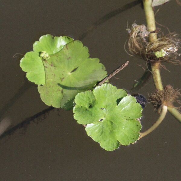 Hydrocotyle ranunculoides Blad