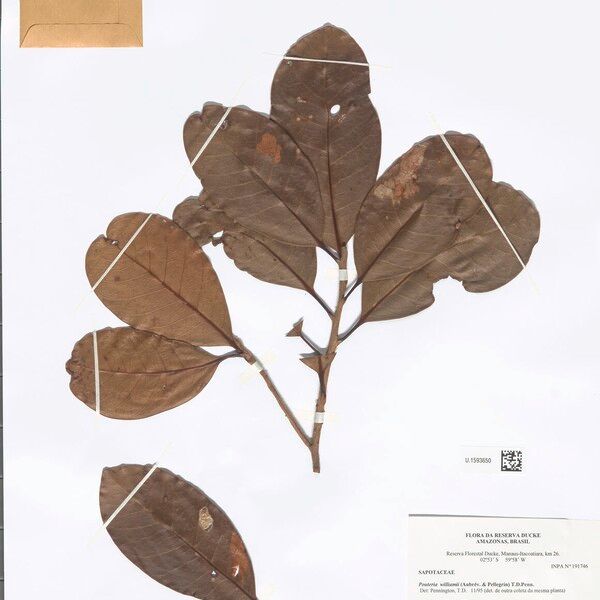 Pouteria williamii Leaf
