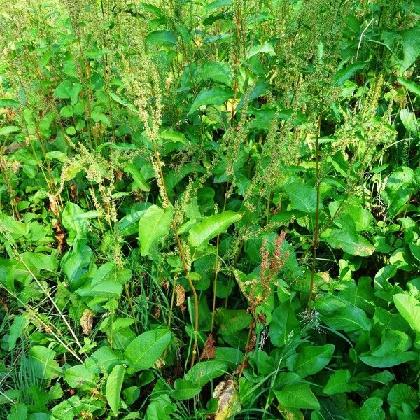 Rumex confertus Συνήθη χαρακτηριστικά