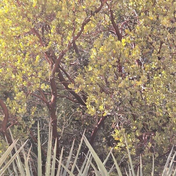 Arctostaphylos pungens Lubje