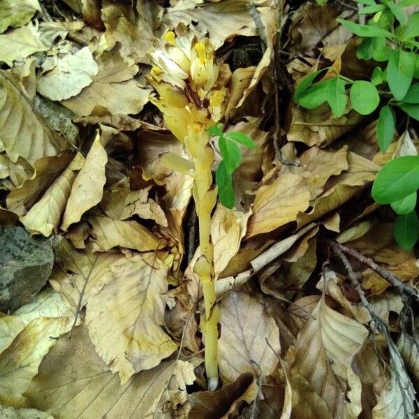 Monotropa hypopitys 形态