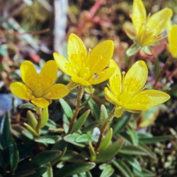Saxifraga hirculus Λουλούδι