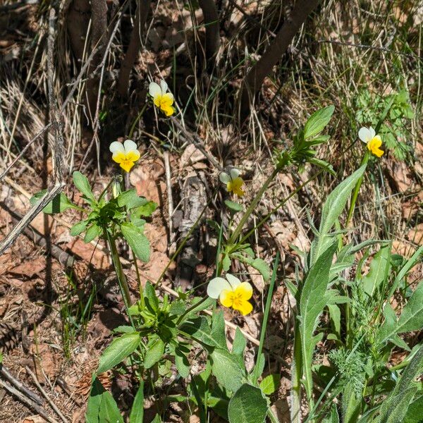 Viola hymettia Floro