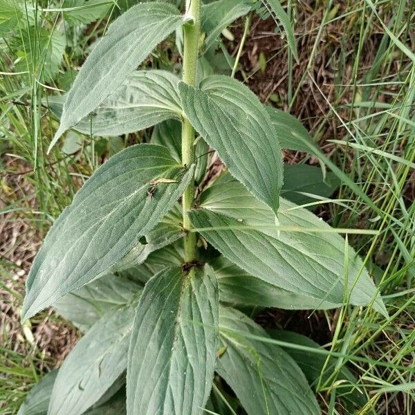 Digitalis grandiflora 葉